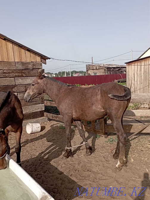 horse-tai Semey - photo 3