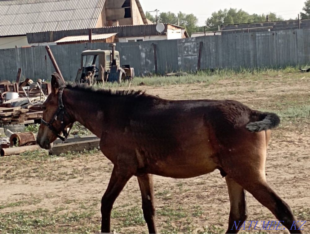horse-tai Semey - photo 5