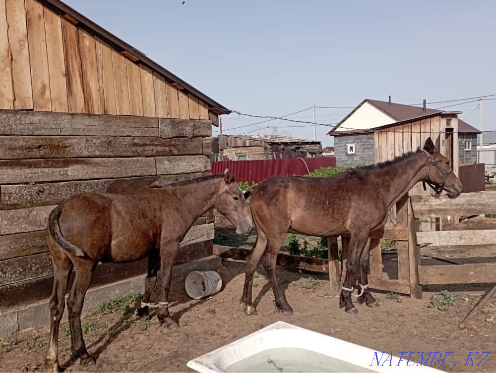 horse-tai Semey - photo 4