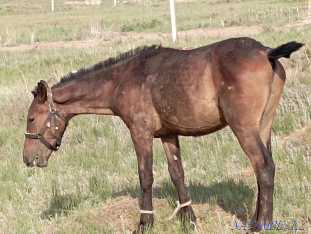 horse-tai Semey - photo 7