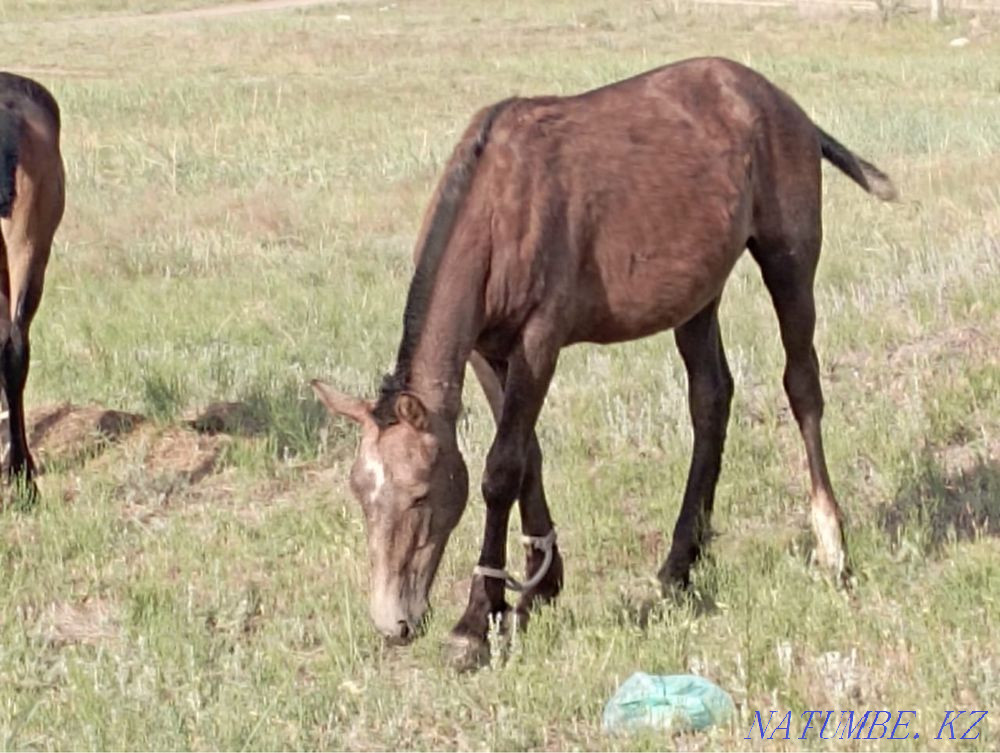 horse-tai Semey - photo 6