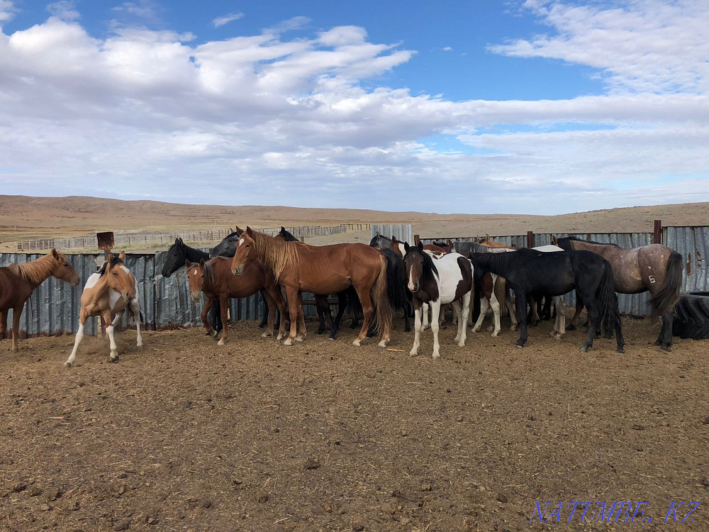 Лошади Жылкы Биелер Жезказган - изображение 3