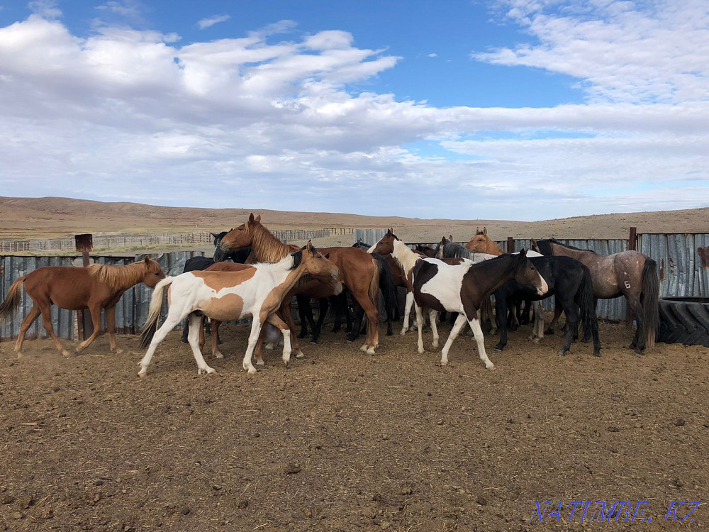 Лошади Жылкы Биелер Жезказган - изображение 2