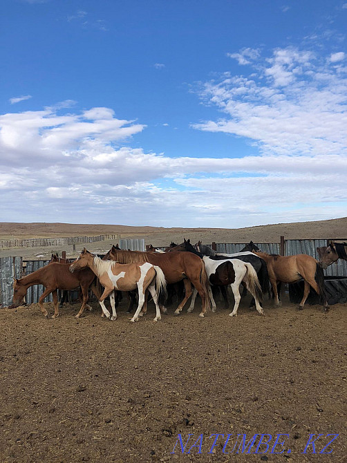 Лошади Жылкы Биелер Жезказган - изображение 1