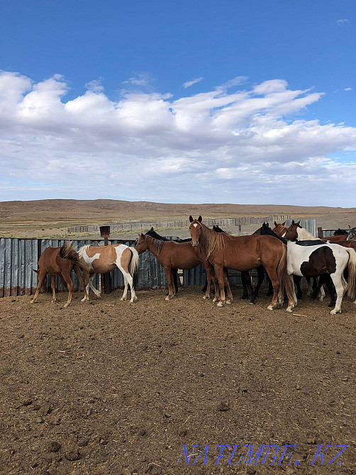 Лошади Жылкы Биелер Жезказган - изображение 4