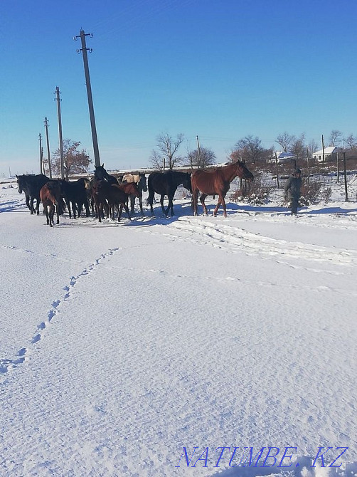 Лошади Обмен на Квартиру Павлодар - изображение 2
