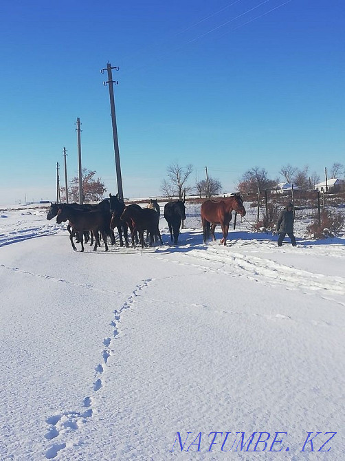 Лошади Обмен на Квартиру Павлодар - изображение 1