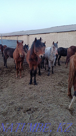 Tai satamyn horses Kostanay - photo 2