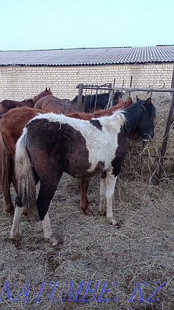 Tai satamyn horses Kostanay - photo 3