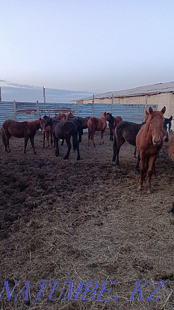 Tai satamyn horses Kostanay - photo 1