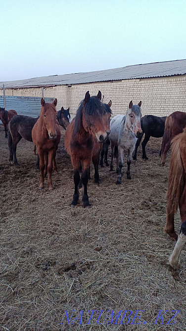 Tai satamyn horses Kostanay - photo 2