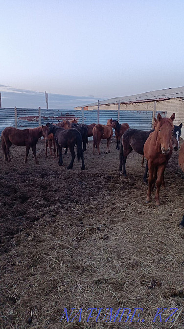 Tai satamyn horses Kostanay - photo 1