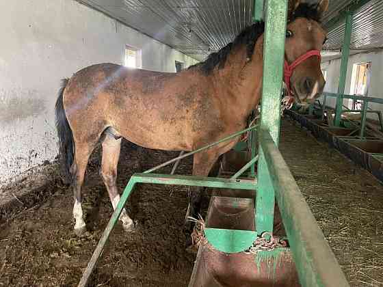 Лошади откорм Талдыкорган