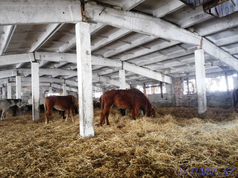 Лошади, Жылкылар  - изображение 5