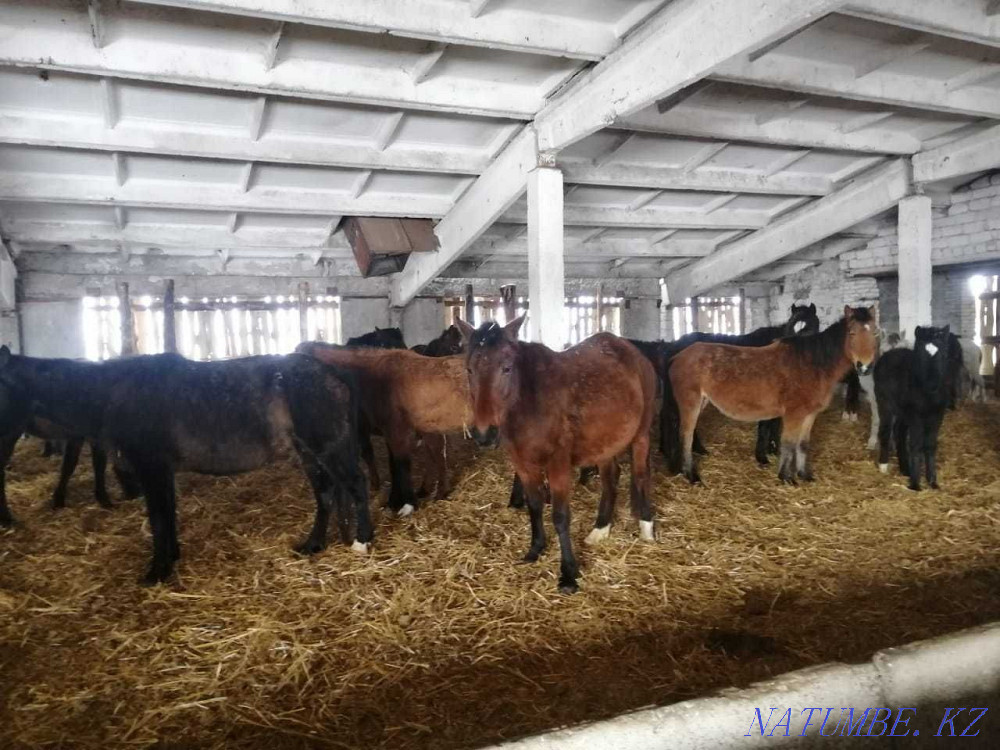 Лошади, Жылкылар  - изображение 7