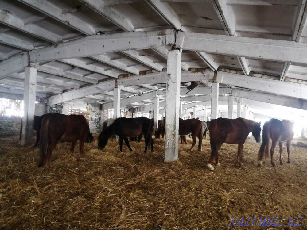 Лошади, Жылкылар  - изображение 2