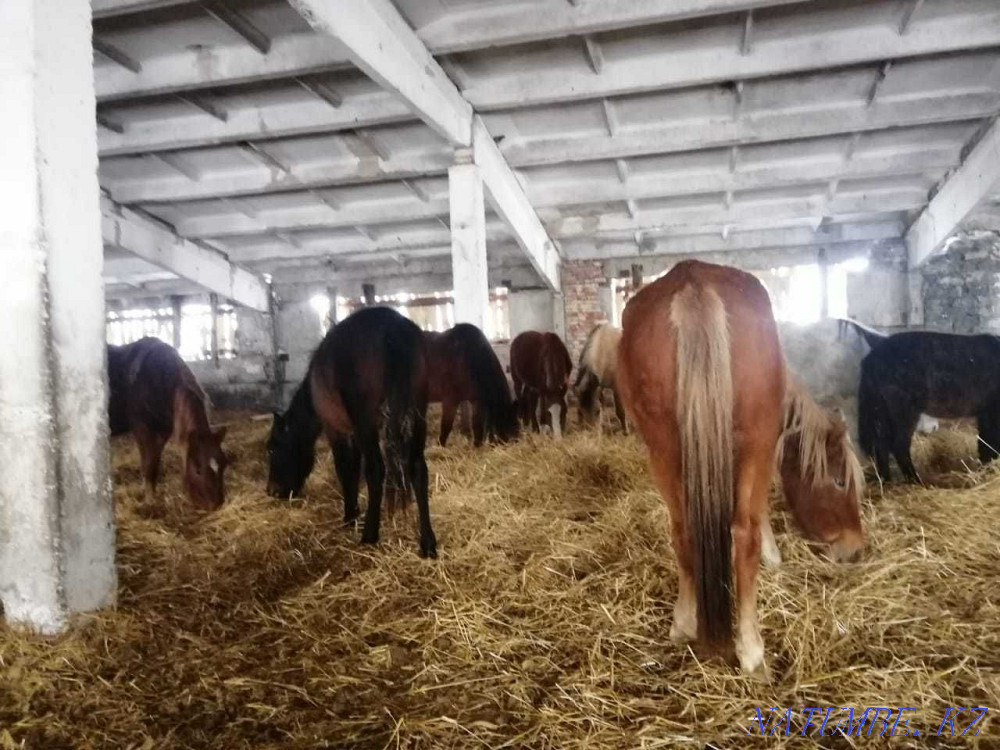 Лошади, Жылкылар  - изображение 4