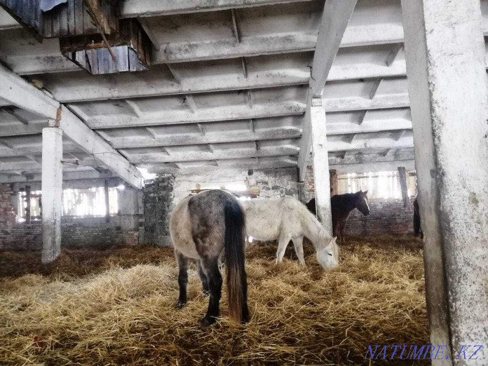 Лошади, Жылкылар  - изображение 3