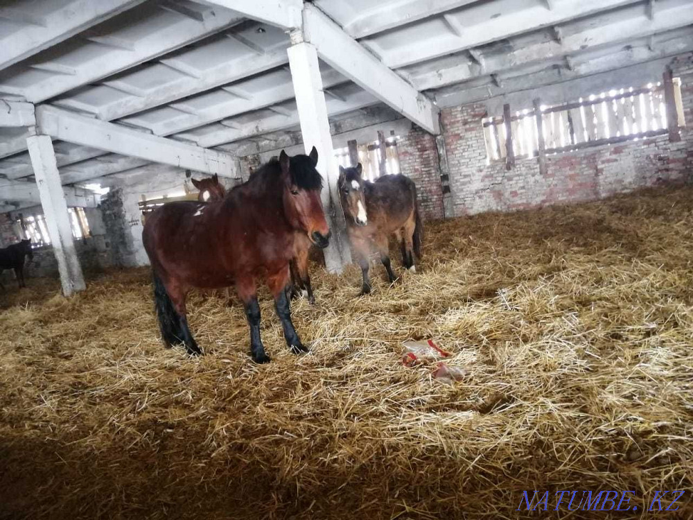 Лошади, Жылкылар  - изображение 6