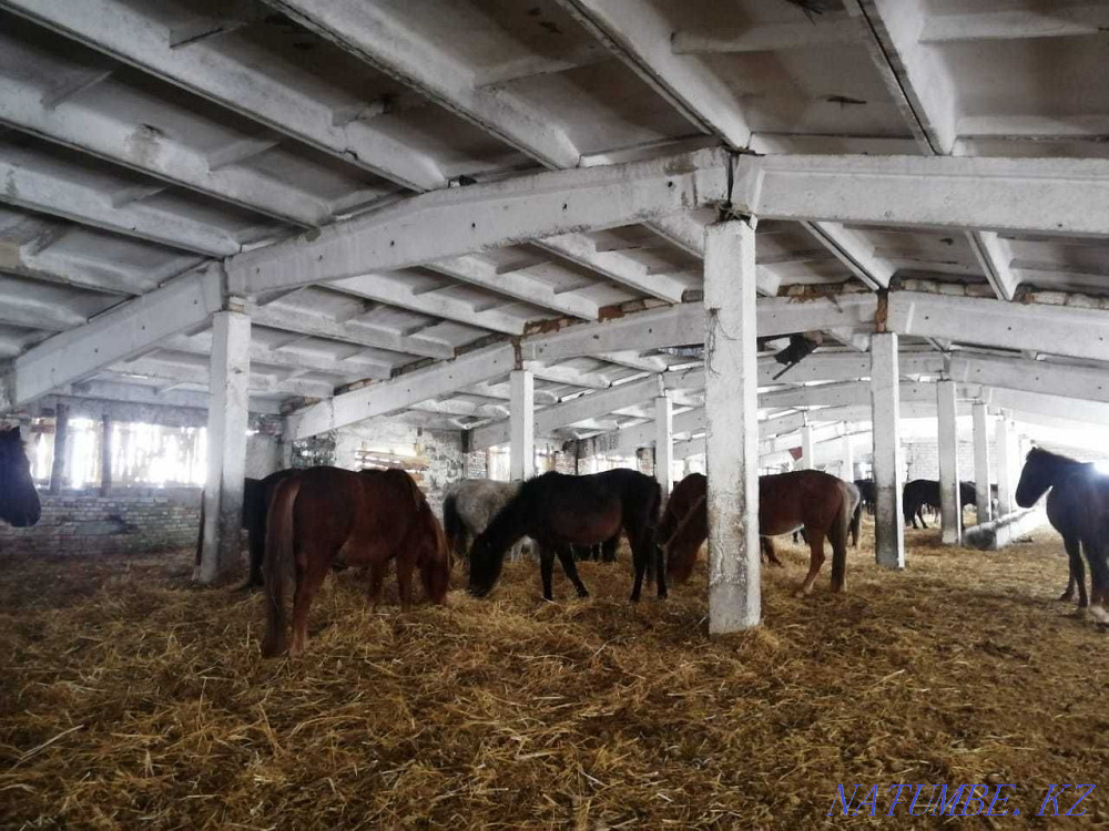 Лошади, Жылкылар  - изображение 1