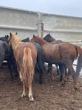 Лошади Жирные Конина по 2400 тг аяктап Костанай