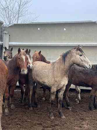 Лошади Жирные Конина по 2400 тг аяктап Kostanay