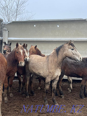 Fat horses Horse meat 2400 tg ayaktap Kostanay - photo 5