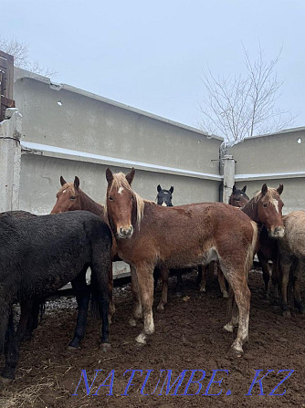 Fat horses Horse meat 2400 tg ayaktap Kostanay - photo 6