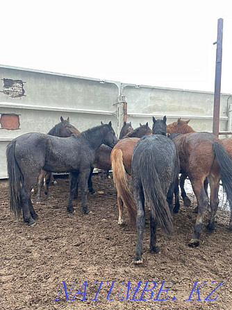 Fat horses Horse meat 2400 tg ayaktap Kostanay - photo 2