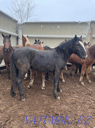 Fat horses Horse meat 2400 tg ayaktap Kostanay - photo 1