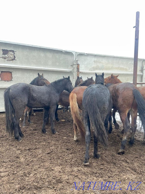 Лошади Жирные Конина по 2400 тг аяктап Костанай - изображение 2