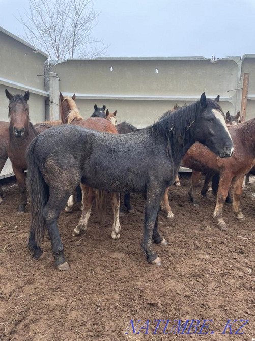 Лошади Жирные Конина по 2400 тг аяктап Костанай - изображение 1