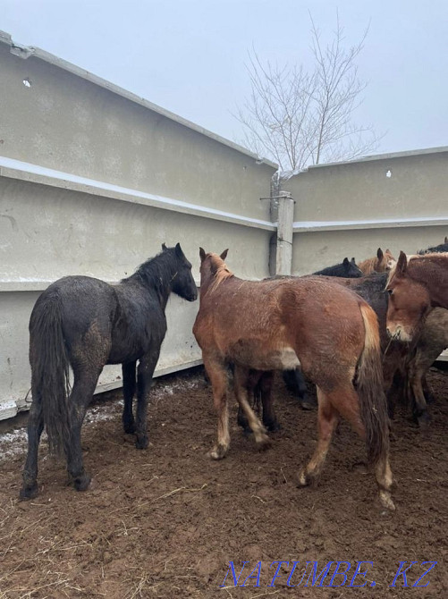 Лошади Жирные Конина по 2400 тг аяктап Костанай - изображение 8