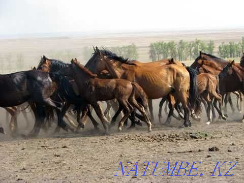Trained working horses Kostanay - photo 1