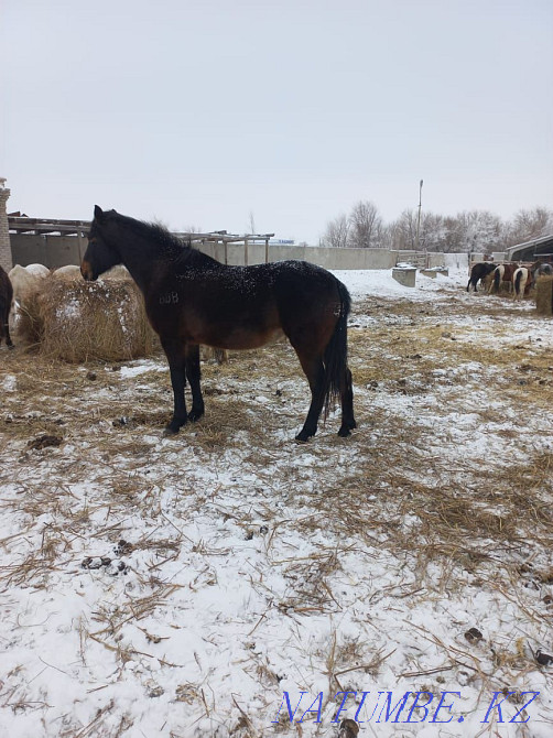 Продам лошадь Костанай - изображение 1