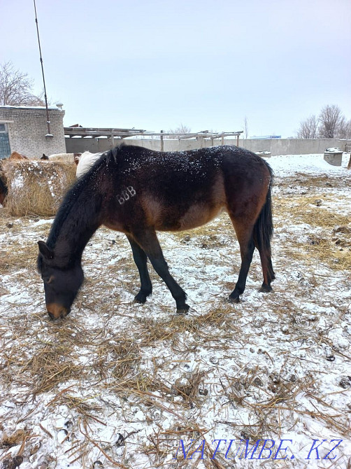 Продам лошадь Костанай - изображение 2