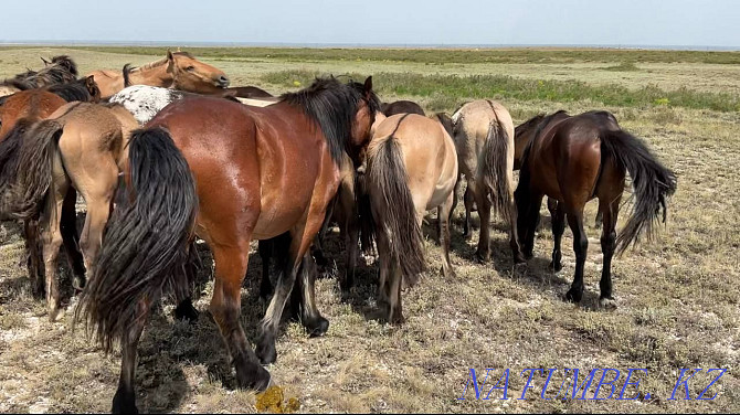 Zhylky/Horses/Kunan/Taylar Semey - photo 2