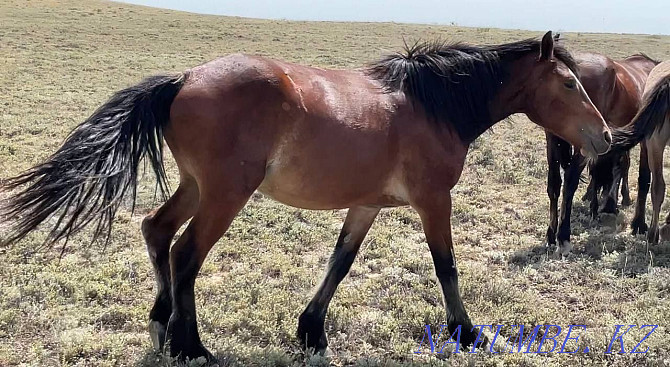 Zhylky/Horses/Kunan/Taylar Semey - photo 3