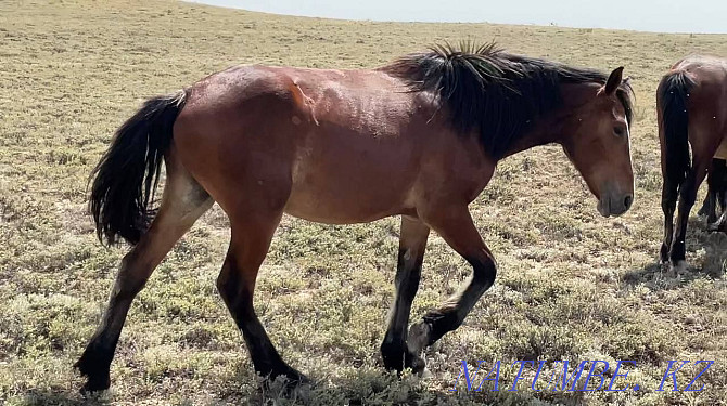 Zhylky/Horses/Kunan/Taylar Semey - photo 1