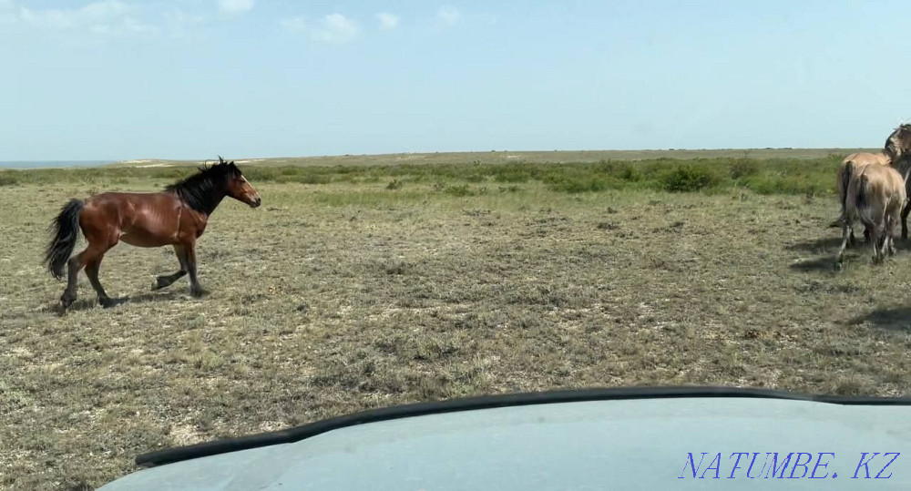 Zhylky/Horses/Kunan/Taylar Semey - photo 4