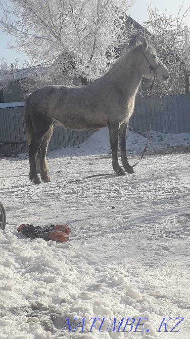 Pavlodar horses sale fat Pavlodar - photo 3