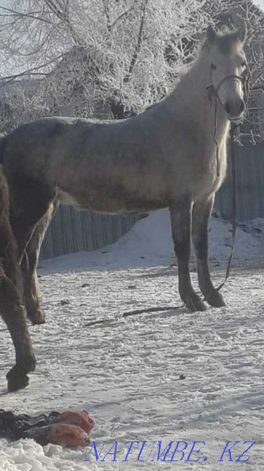 Pavlodar horses sale fat Pavlodar - photo 2