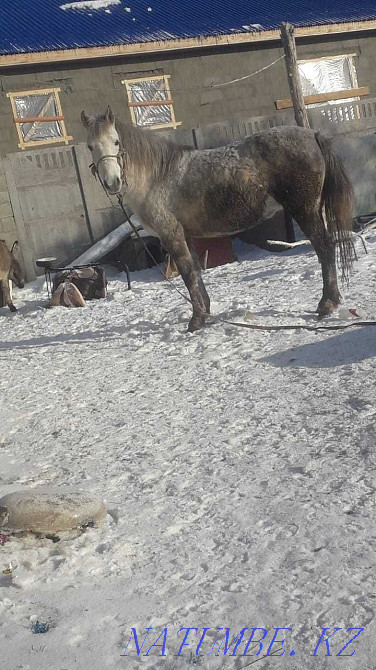 Pavlodar horses sale fat Pavlodar - photo 4