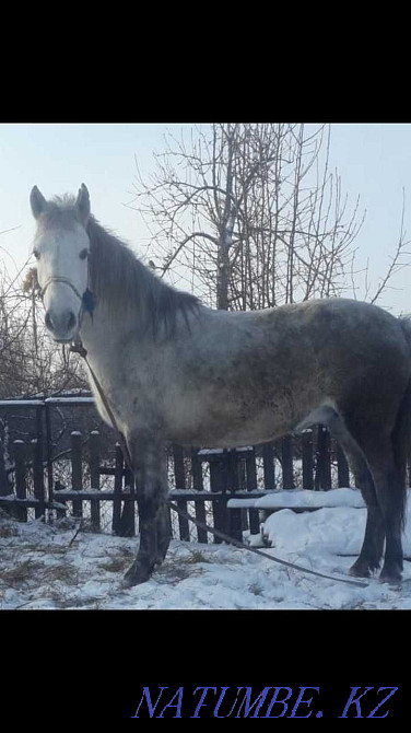 Pavlodar horses sale fat Pavlodar - photo 6