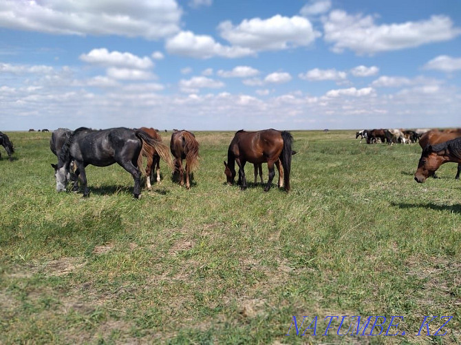 Horses. Mares with foals Kostanay - photo 2