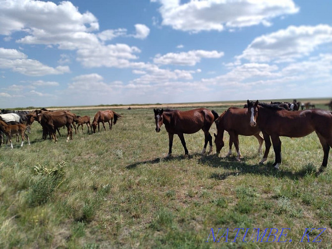 Horses. Mares with foals Kostanay - photo 1