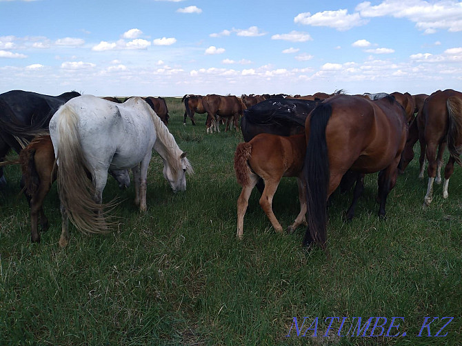 Horses. Mares with foals Kostanay - photo 3