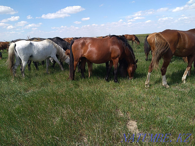 Horses. Mares with foals Kostanay - photo 4