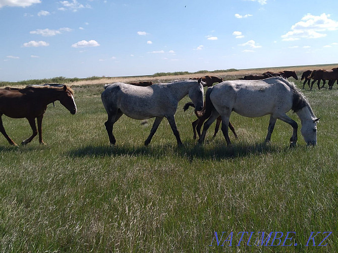 Horses. Mares with foals Kostanay - photo 5