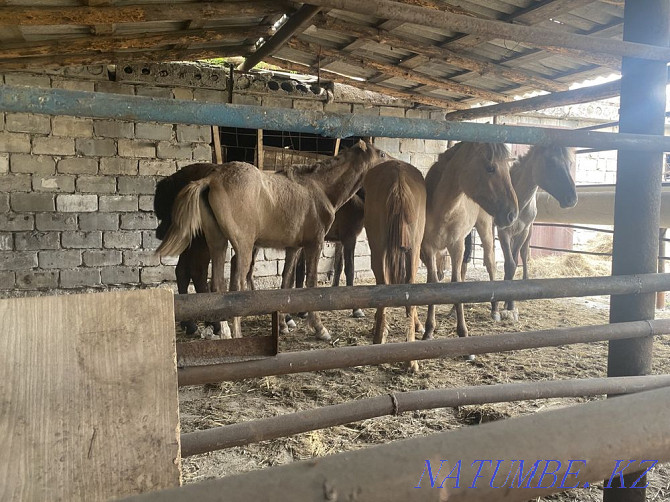 Selling horses, thai 6 heads Pavlodar - photo 1